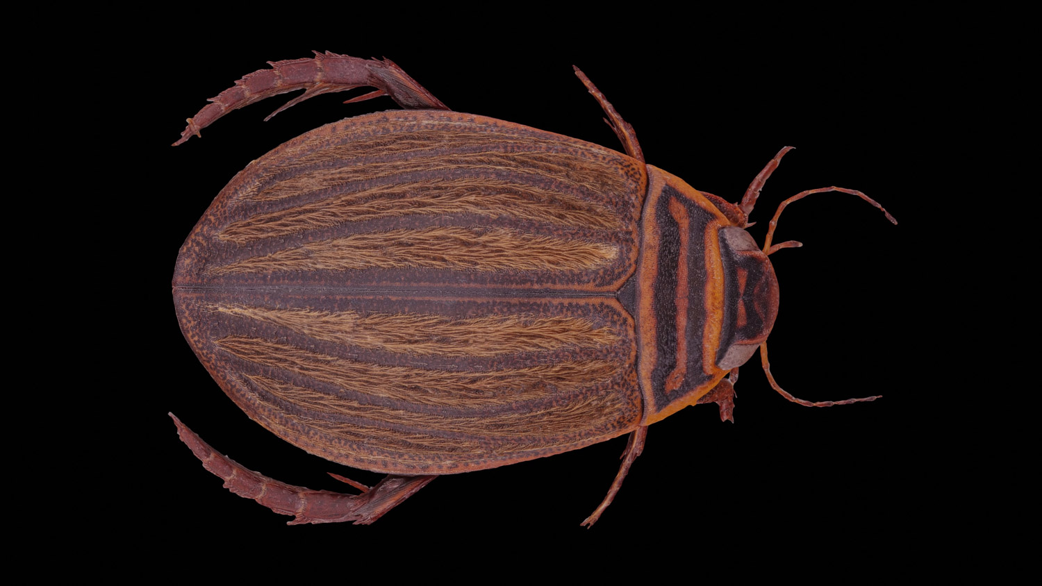 Diving beetle 