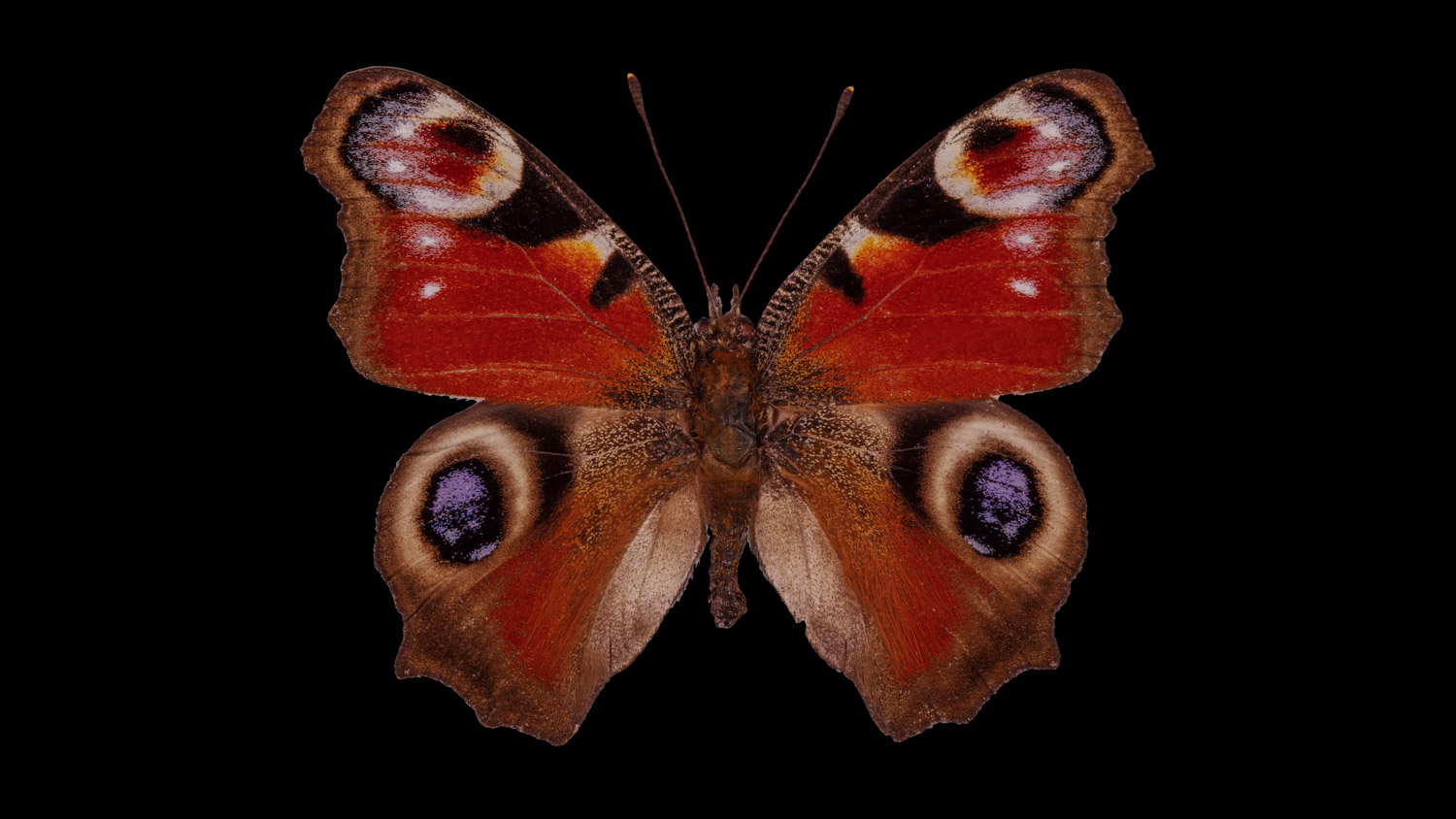 Peacock butterfly