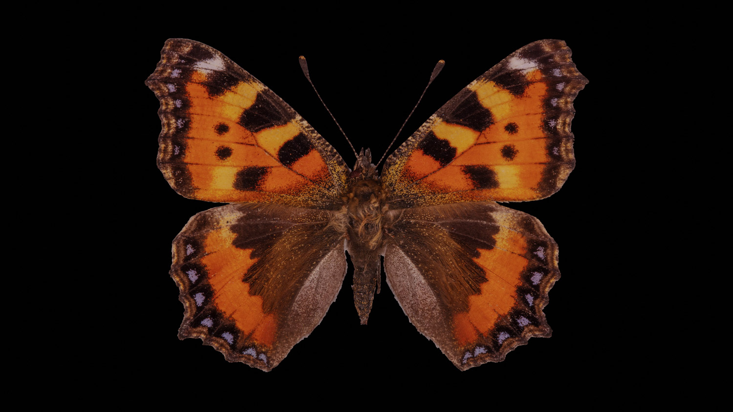 Small tortoiseshell 