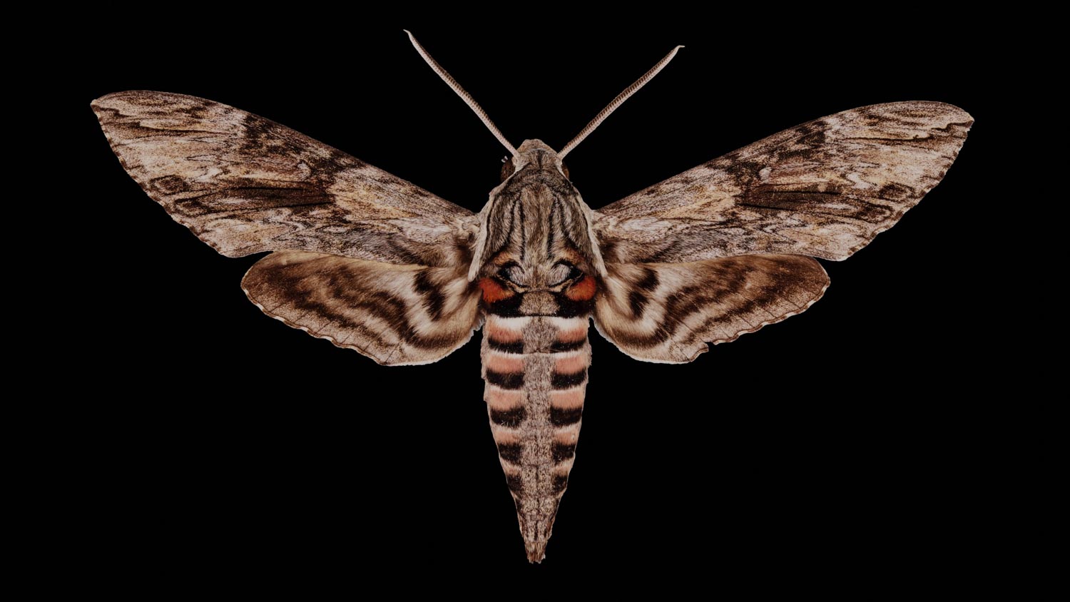 Convolvulus hawk-moth