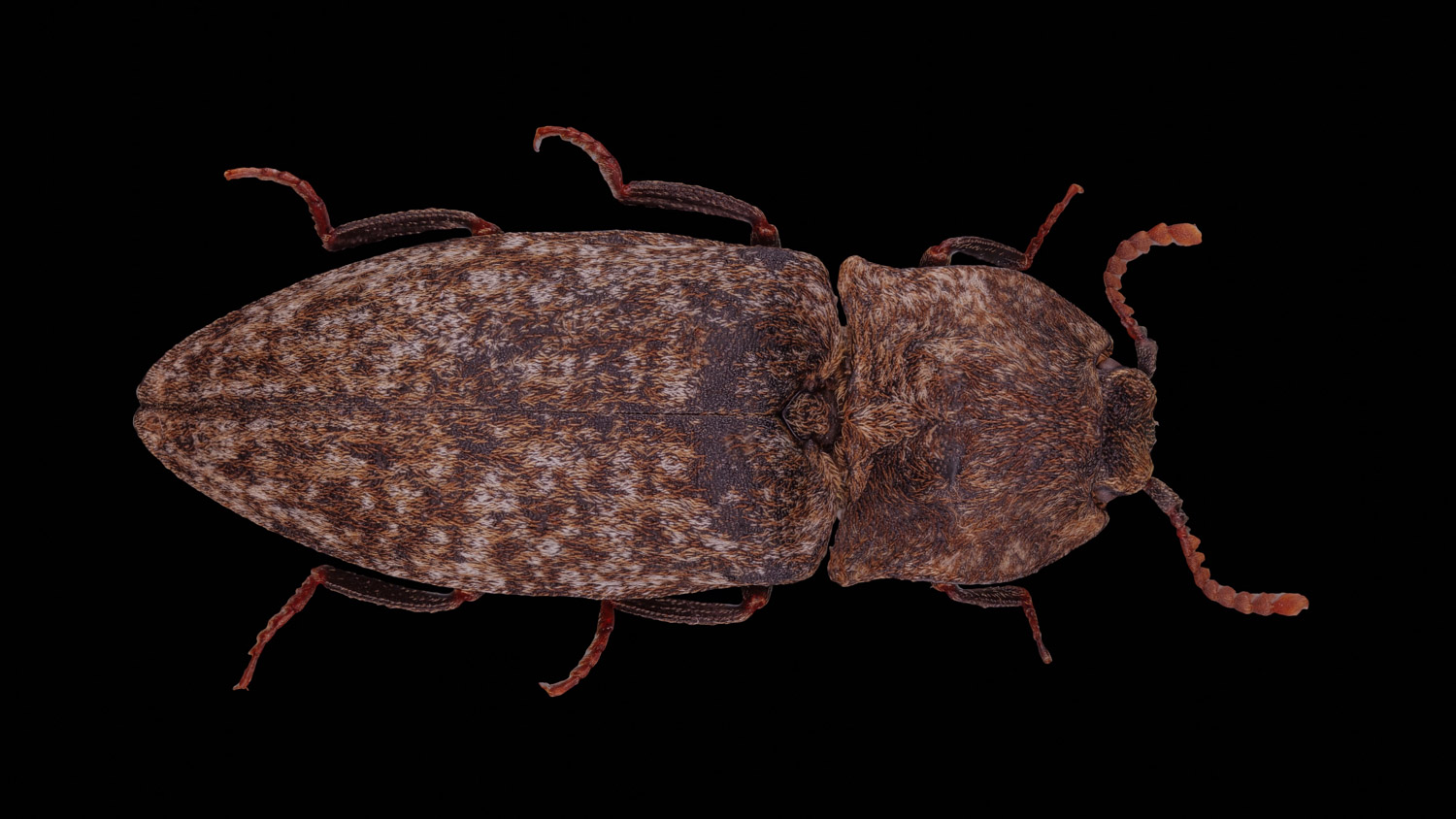 Click beetle