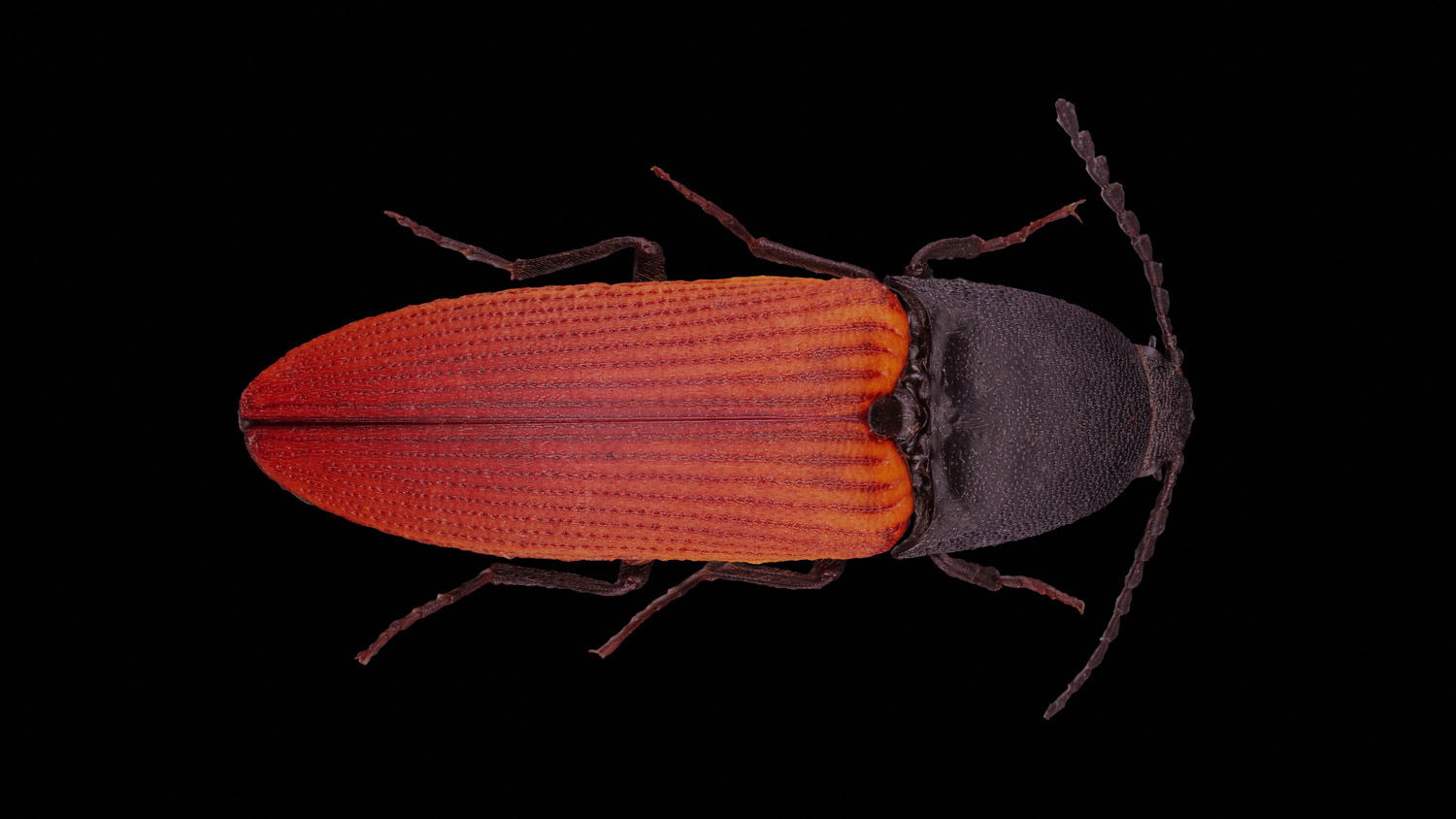 Click beetle