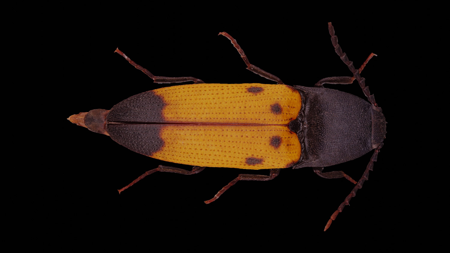 Click beetle