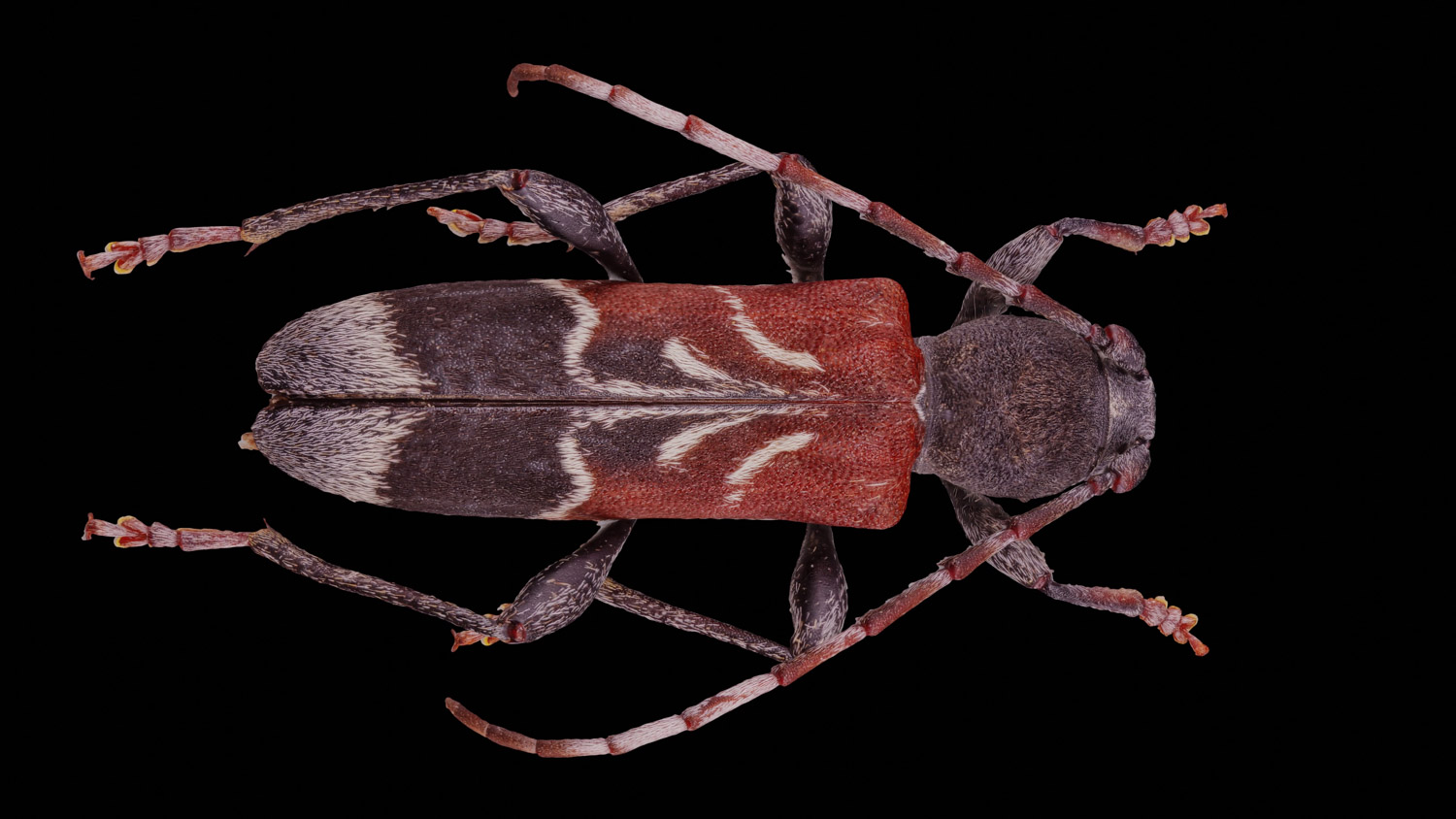 Longhorn beetle