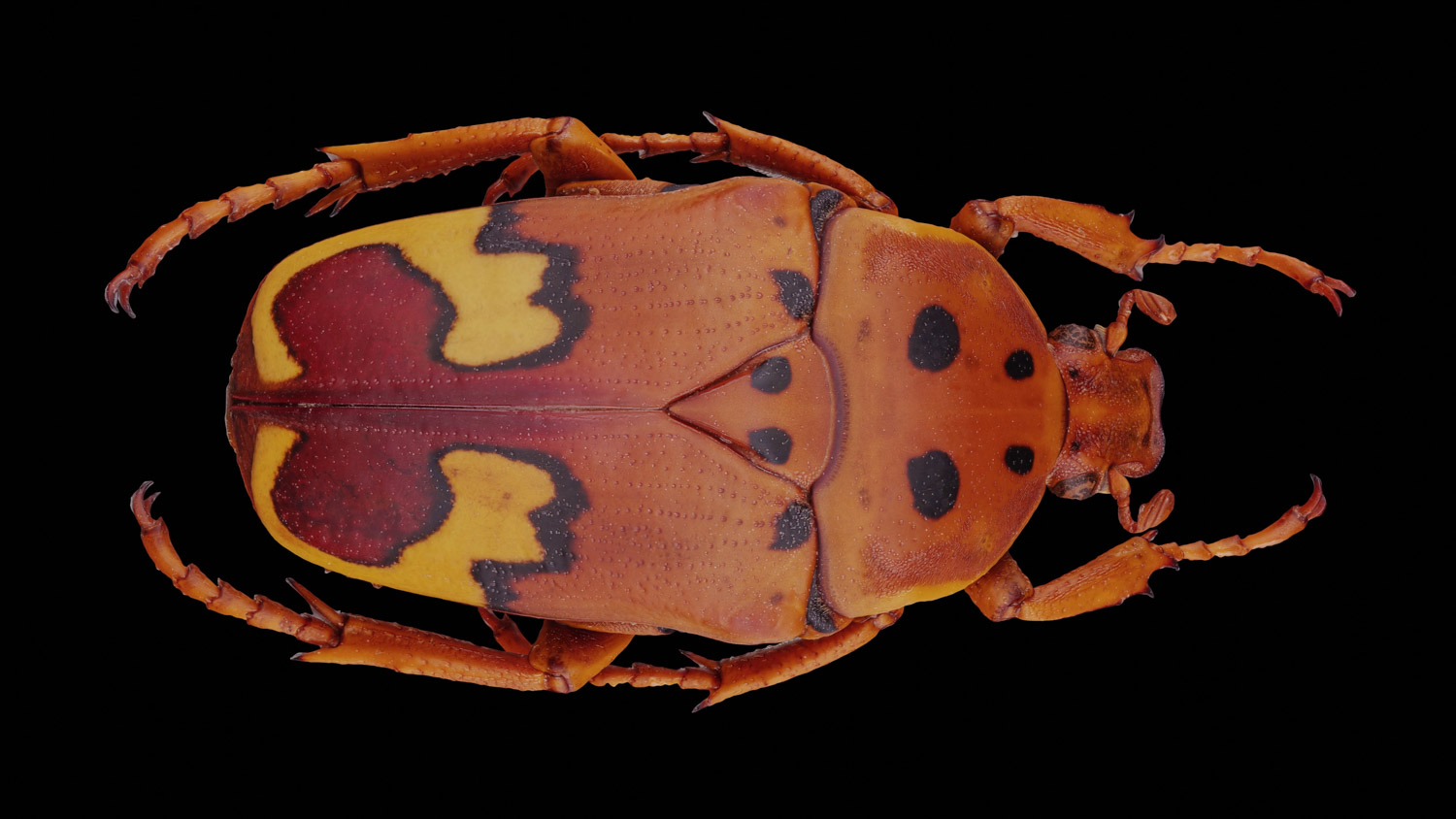 African flower chafer 