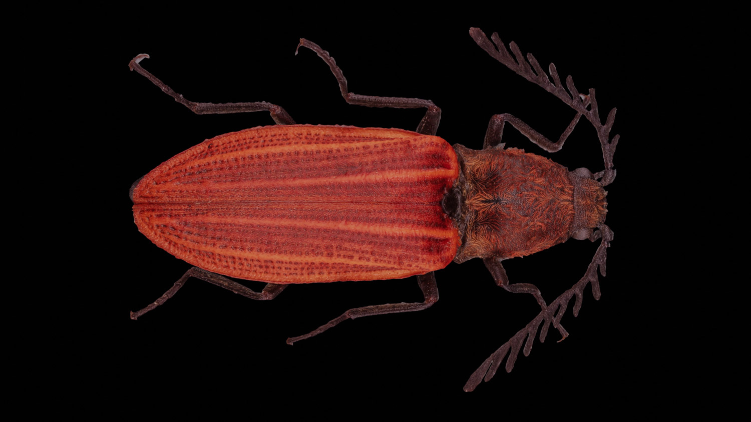 Click beetle