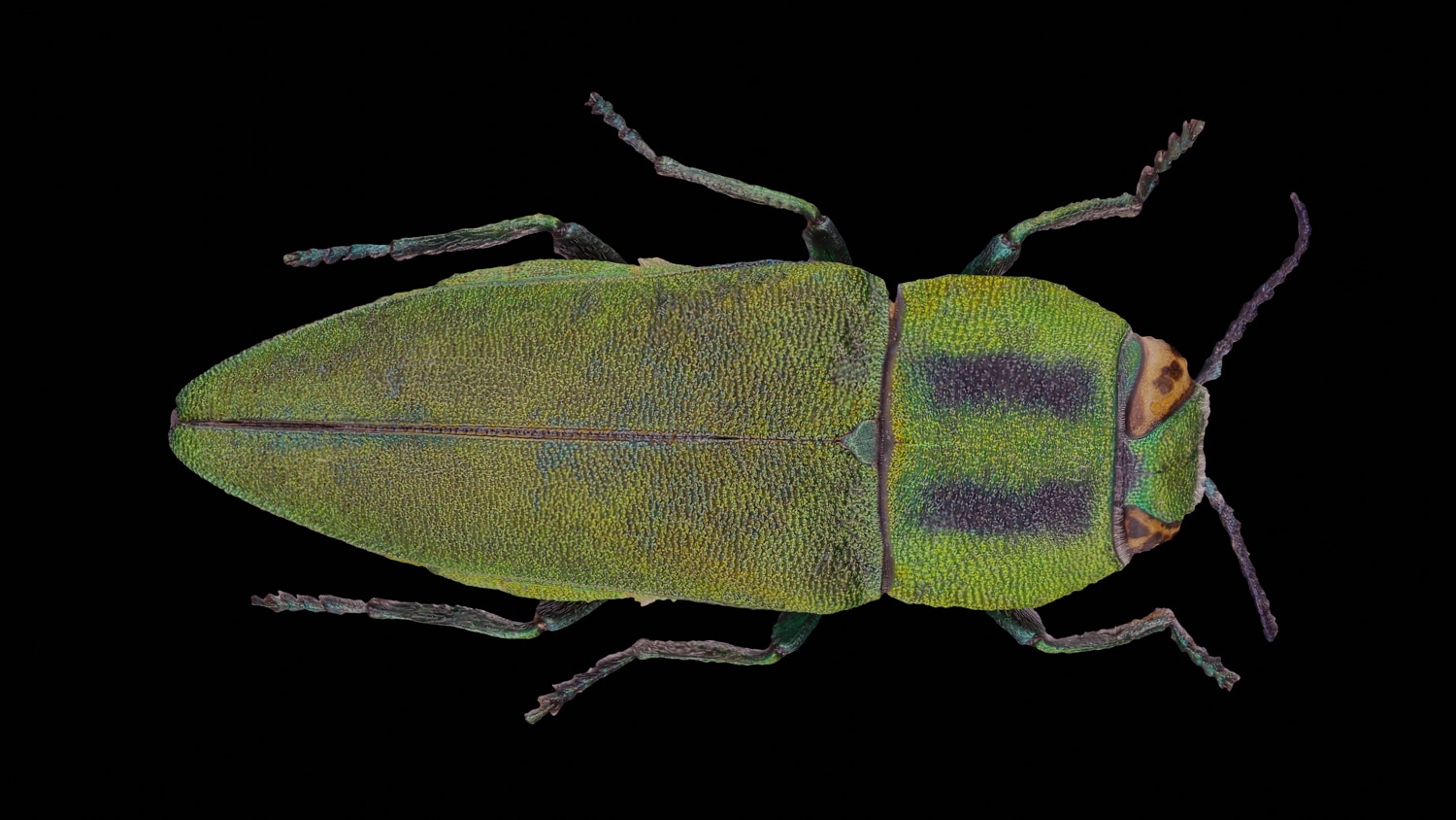 Jewel beetle 