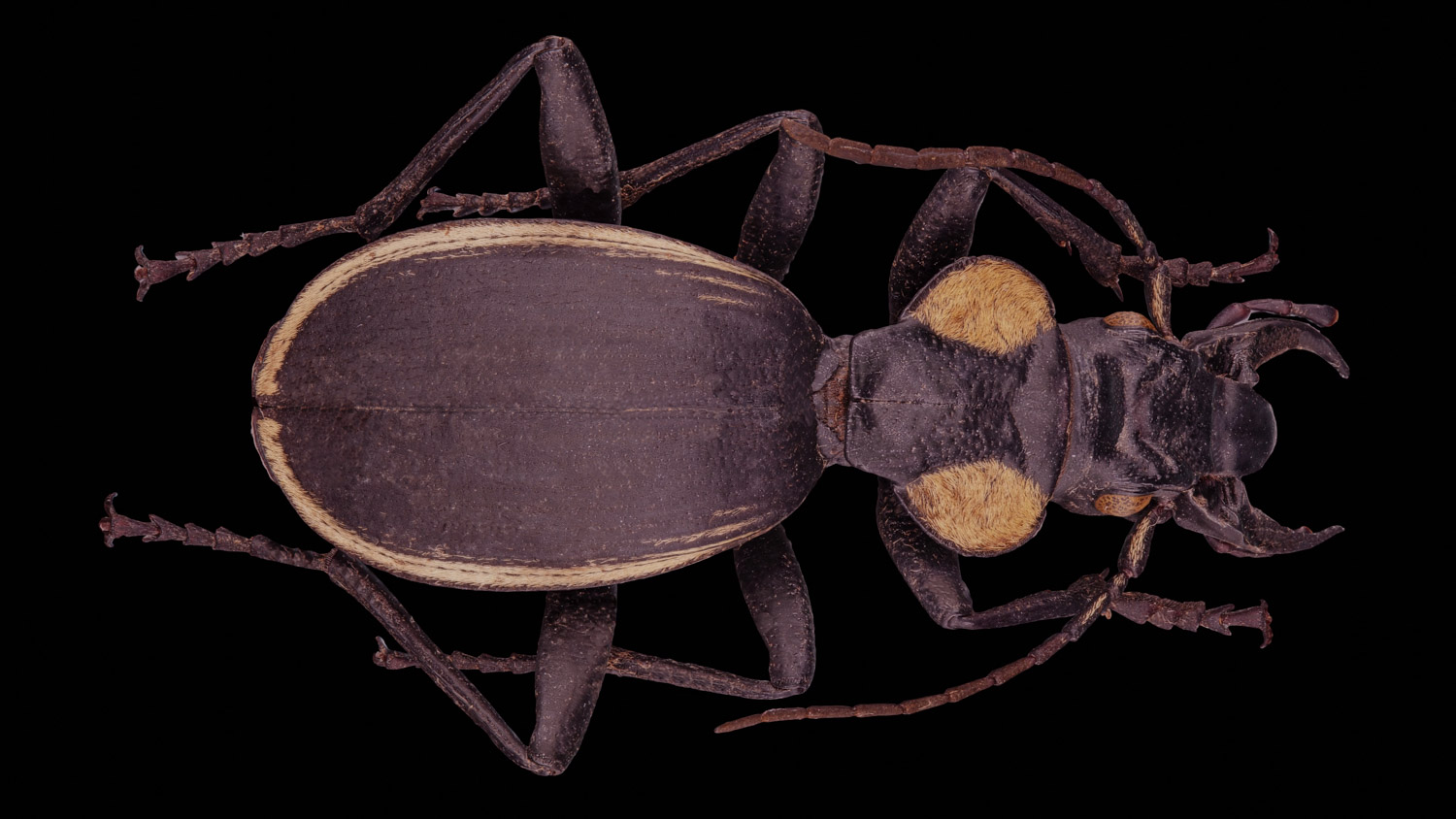 Ground beetle