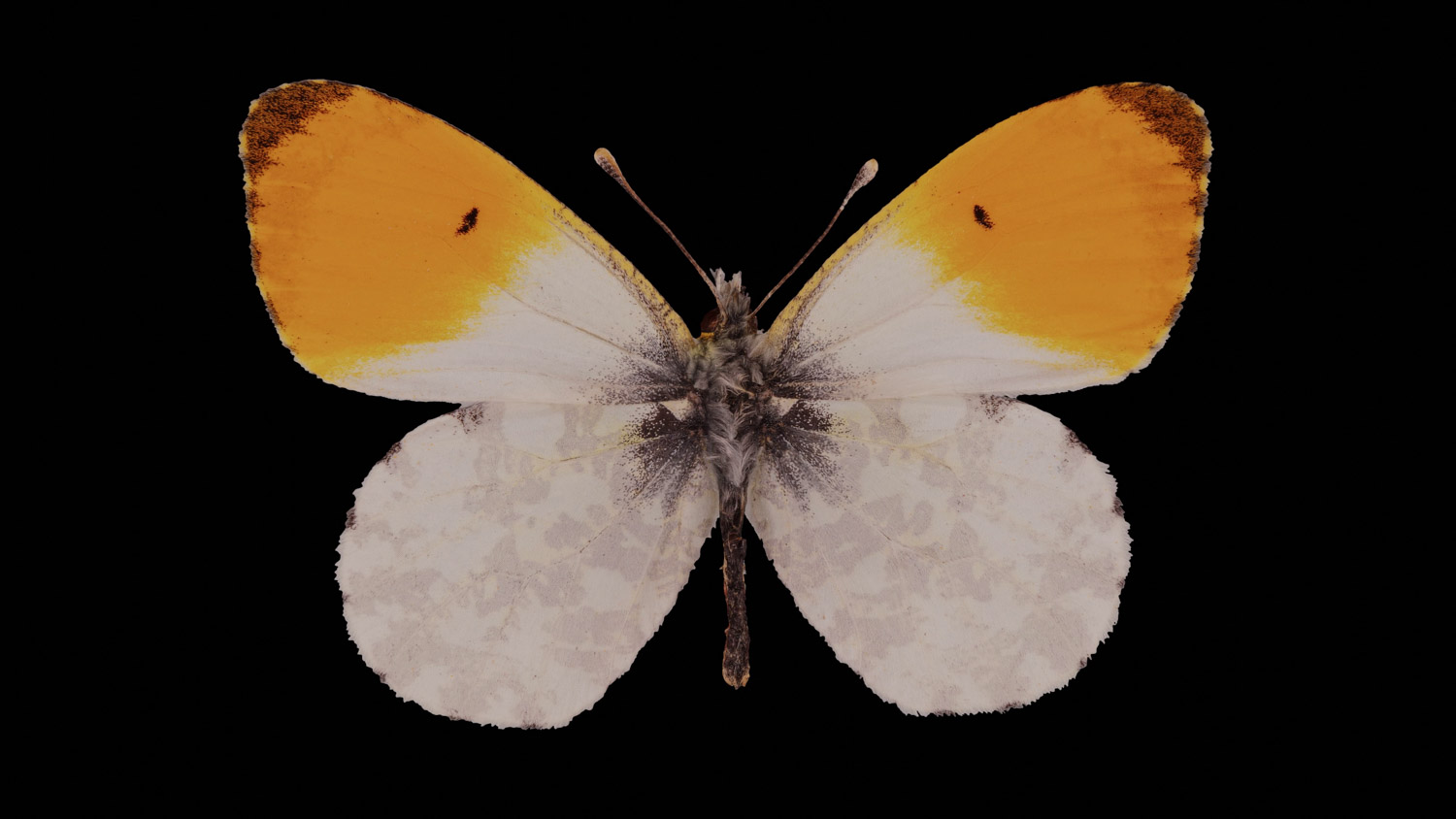 Orange tip