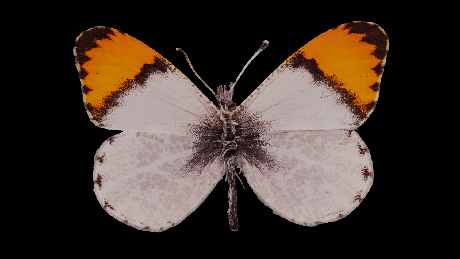 Sara orange-tip