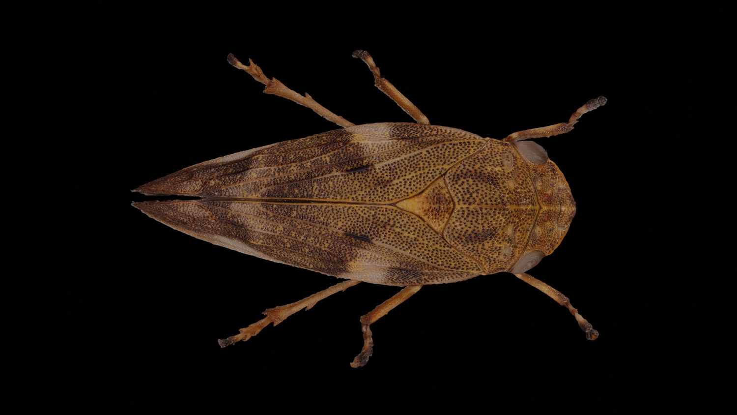 Alder spittle bug