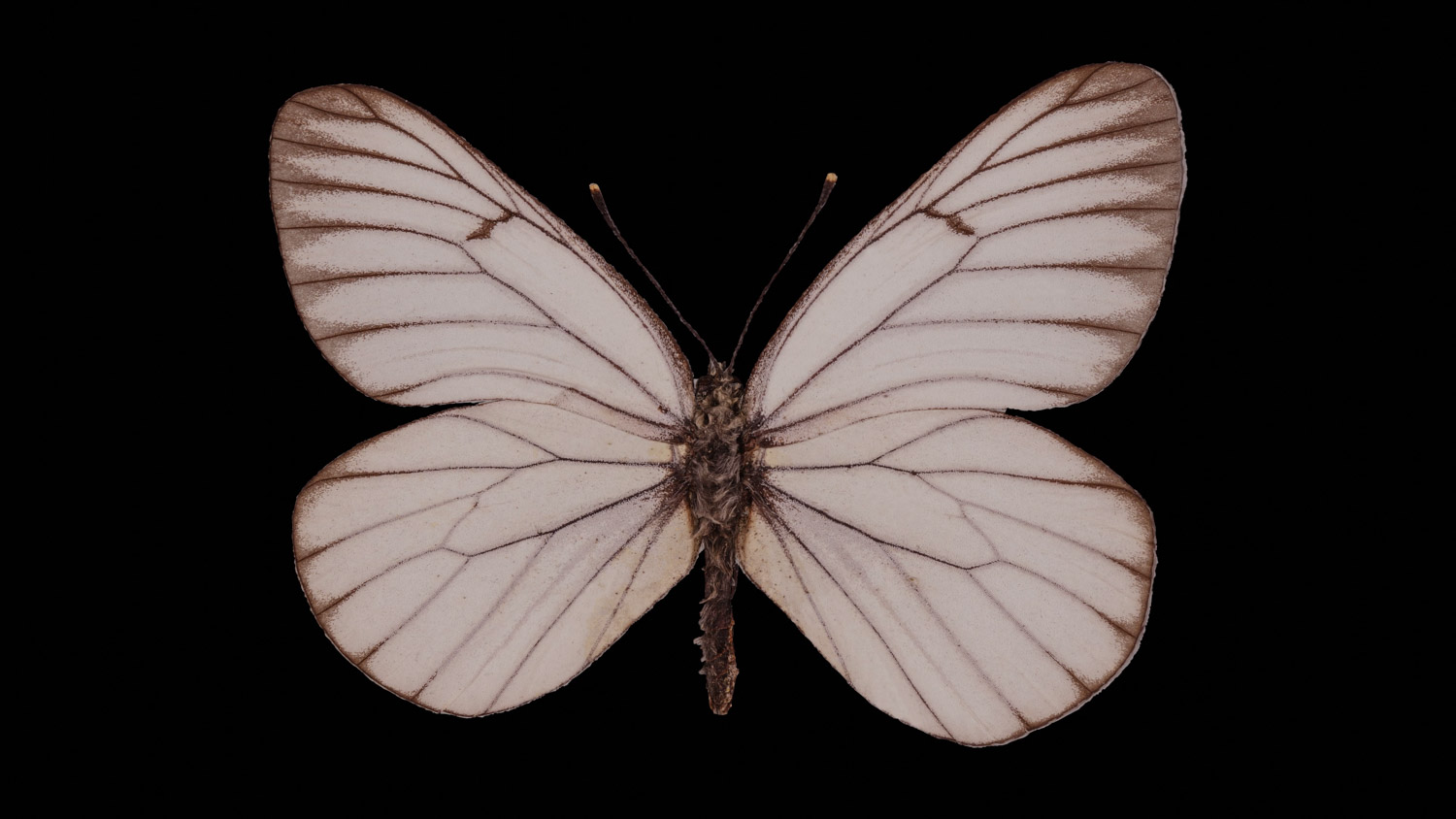 Black-veined white