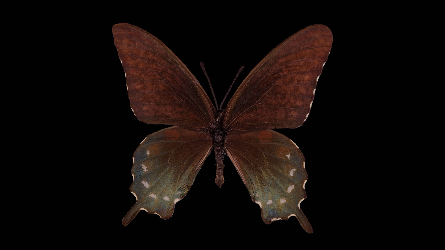 Pipevine swallowtail