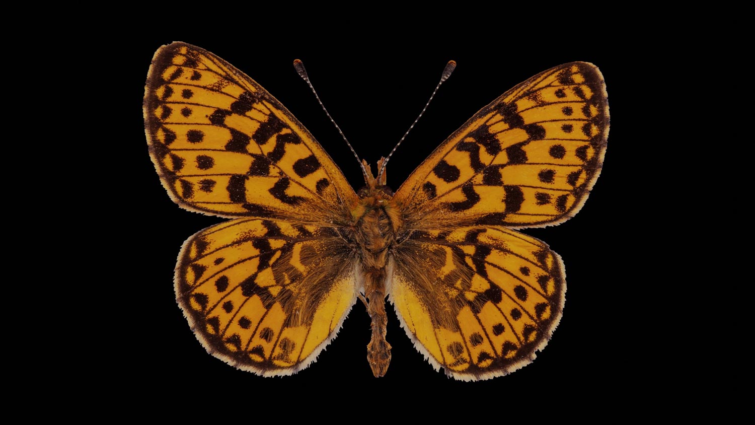 Pearl-bordered fritillary