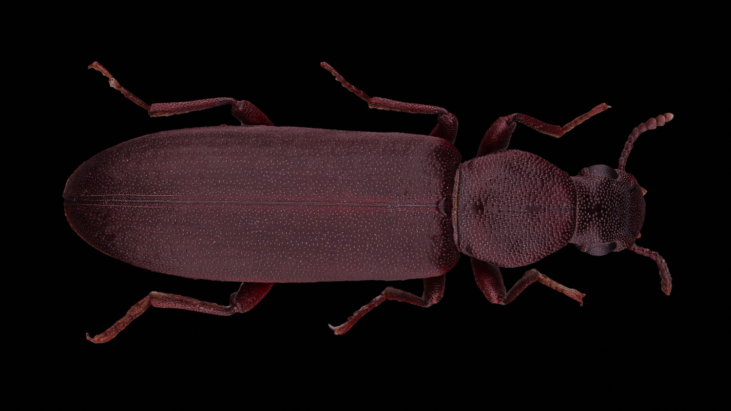 Darkling beetle