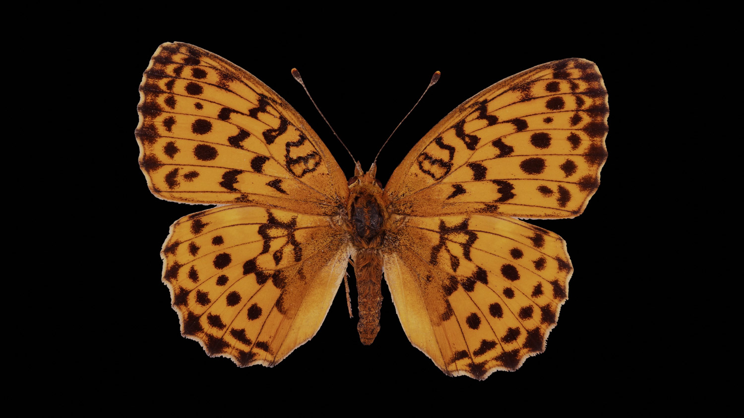 Marbled fritillary