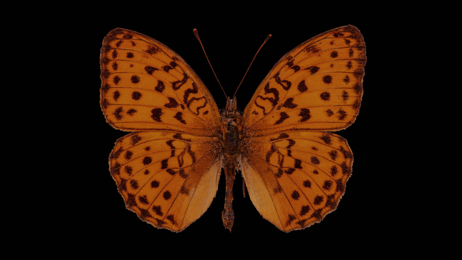 Lesser marbled fritillary