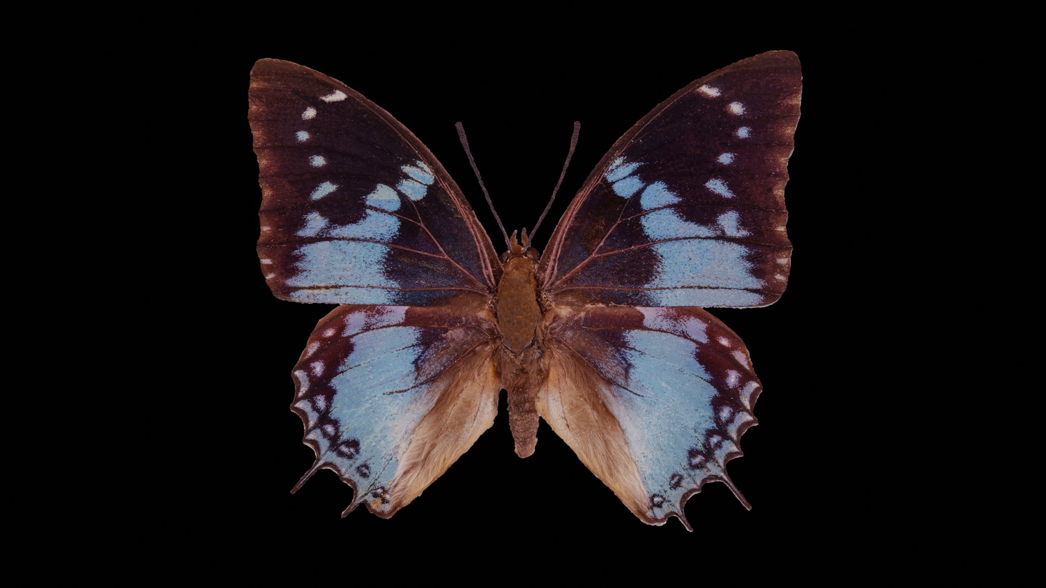 Western blue charaxes