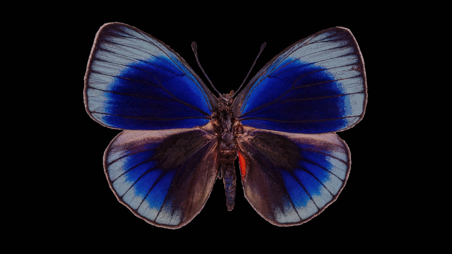 Brush-footed butterfly