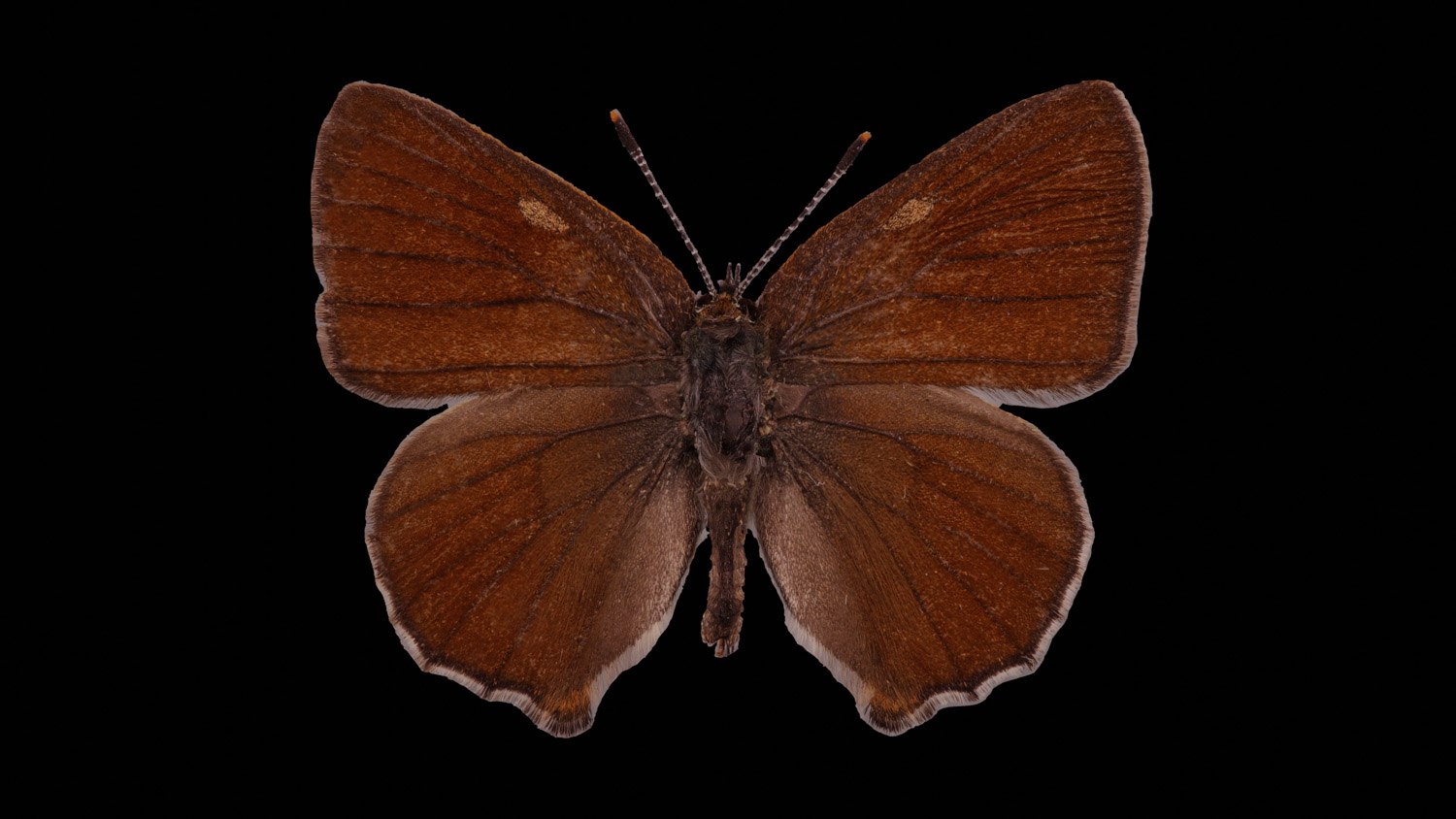 Green hairstreak