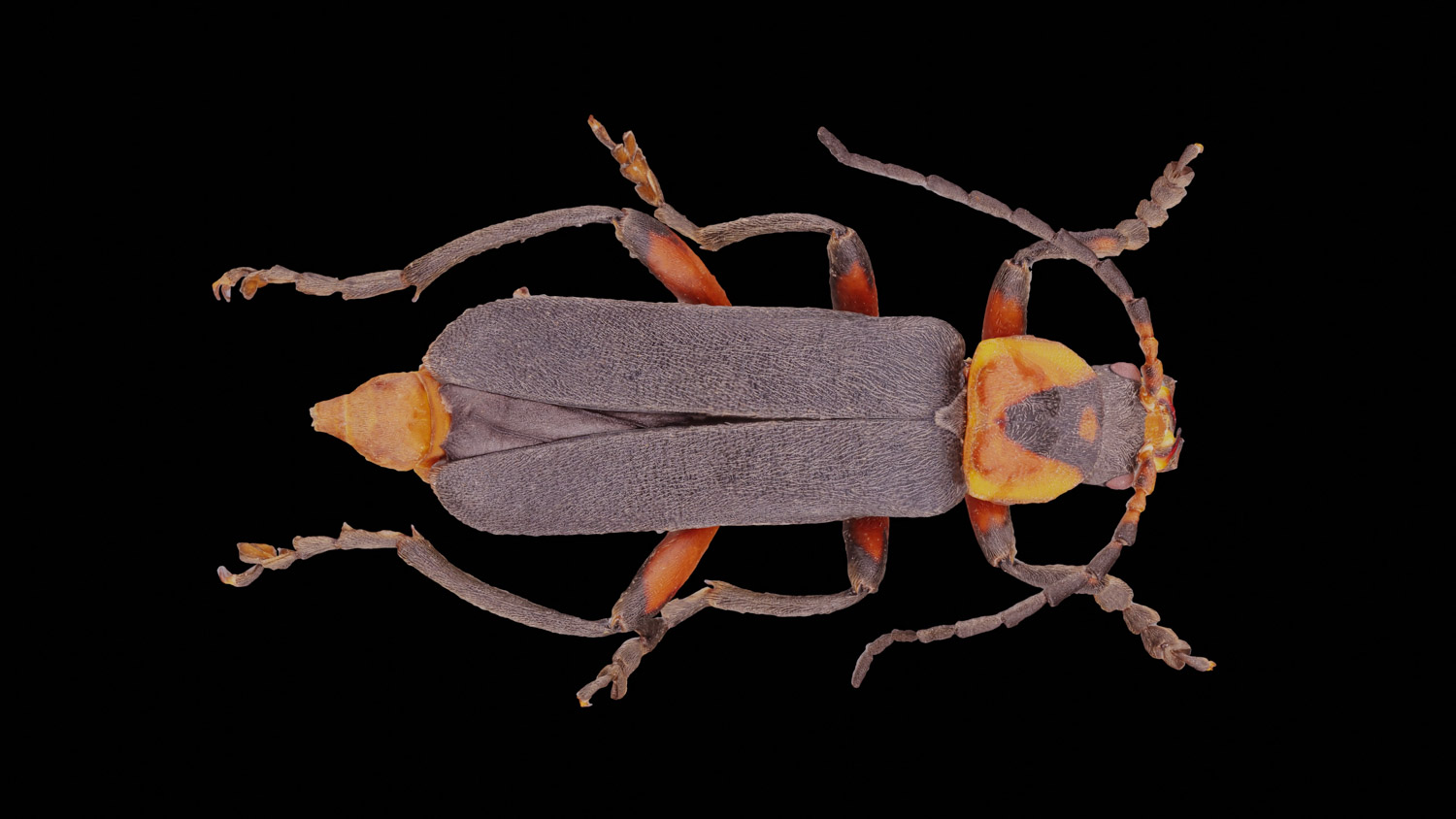 Soldier beetle 