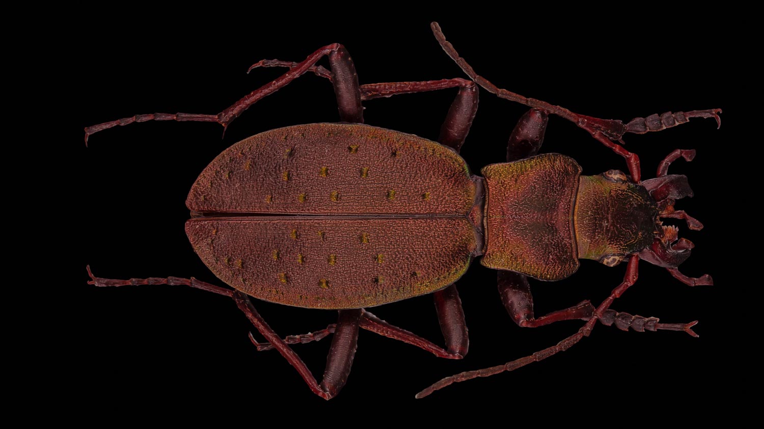 Ground beetle