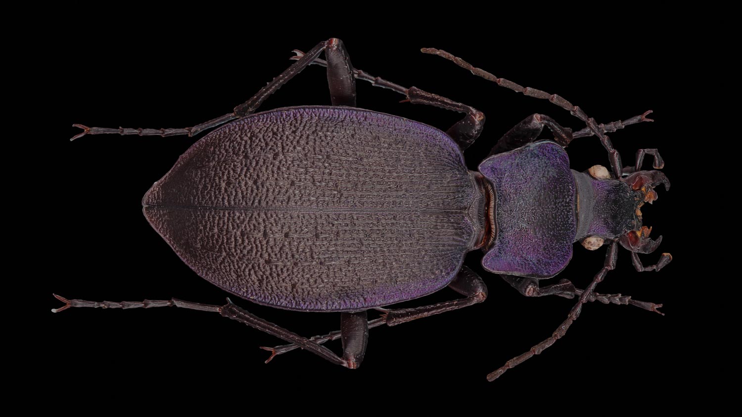 Ground beetle