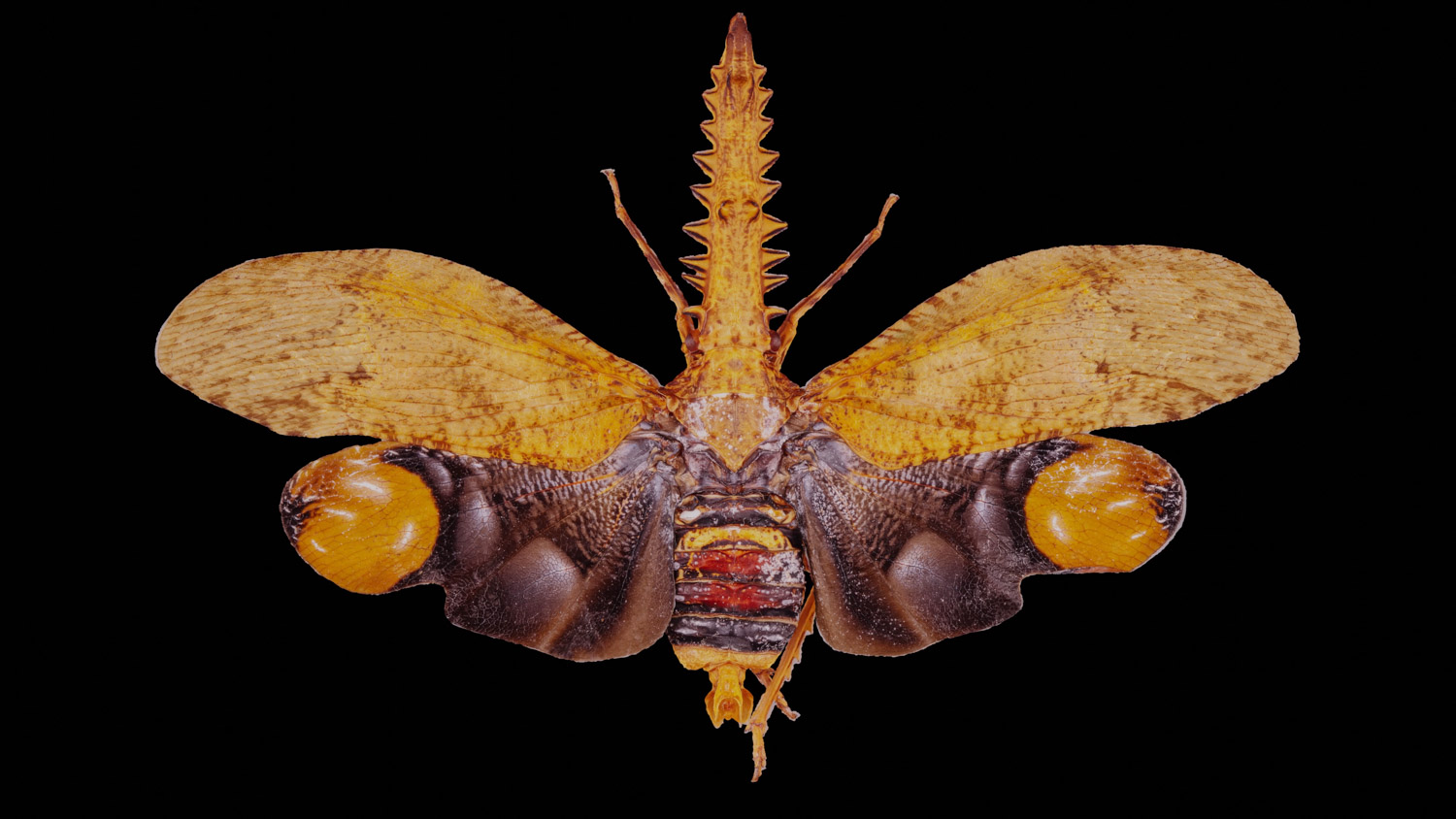 Fulgorid planthopper