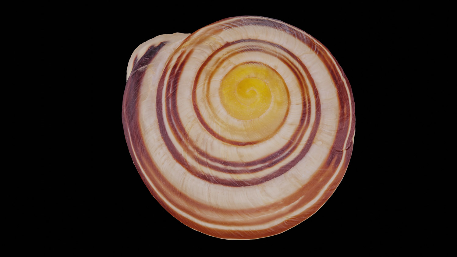 White-lipped snail