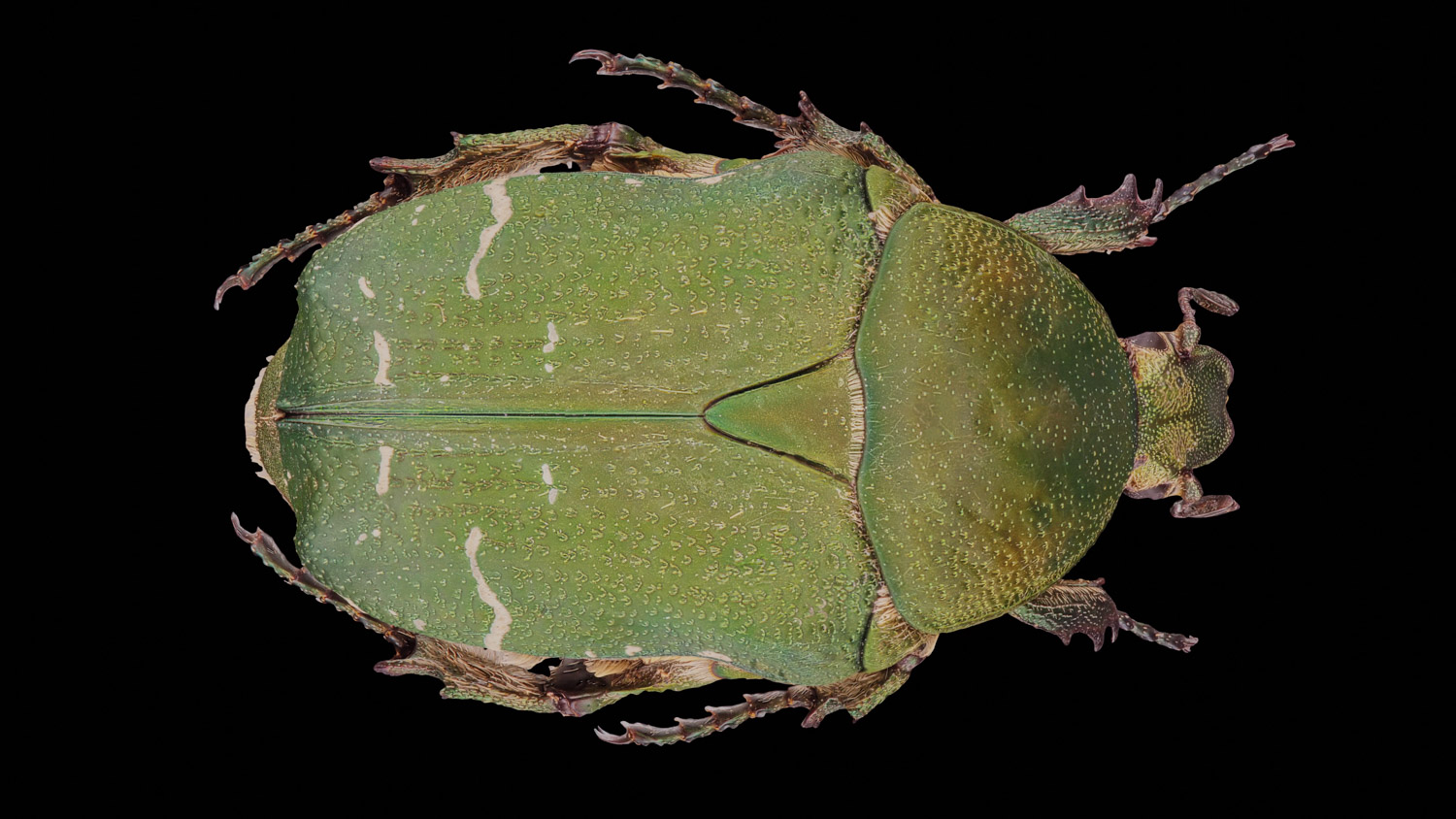 Flower chafer