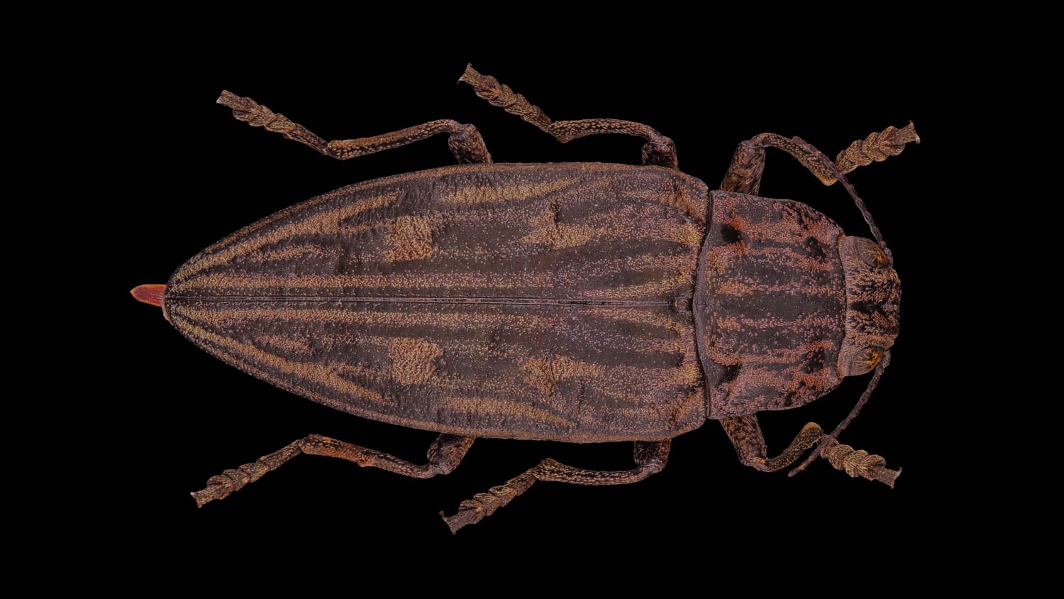 Pine borer