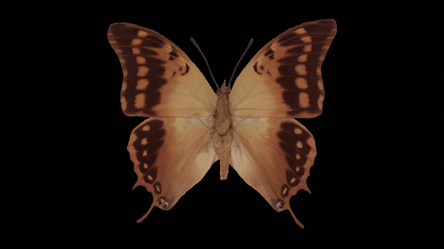 Green-veined charaxes