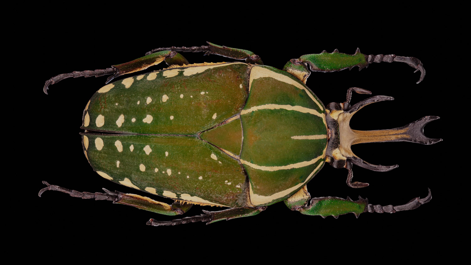 African flower chafer 