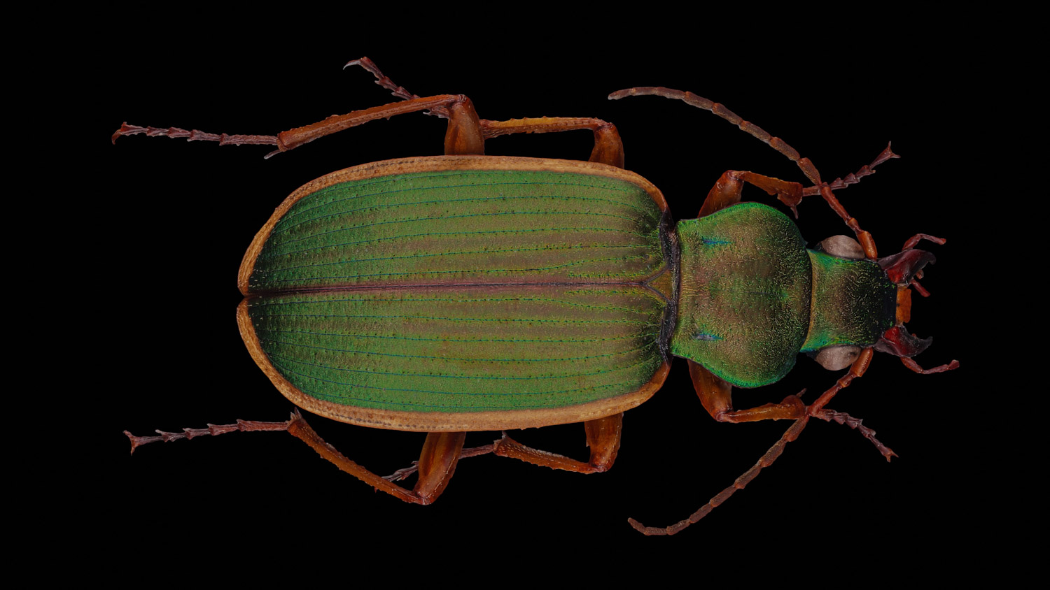 Ground beetle