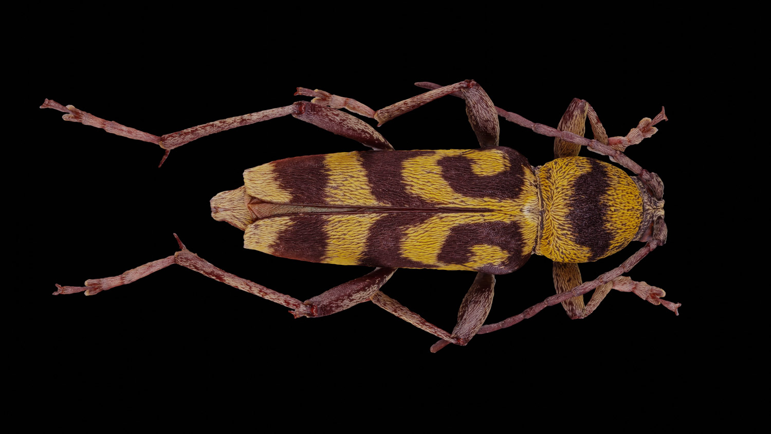 Longhorn beetle