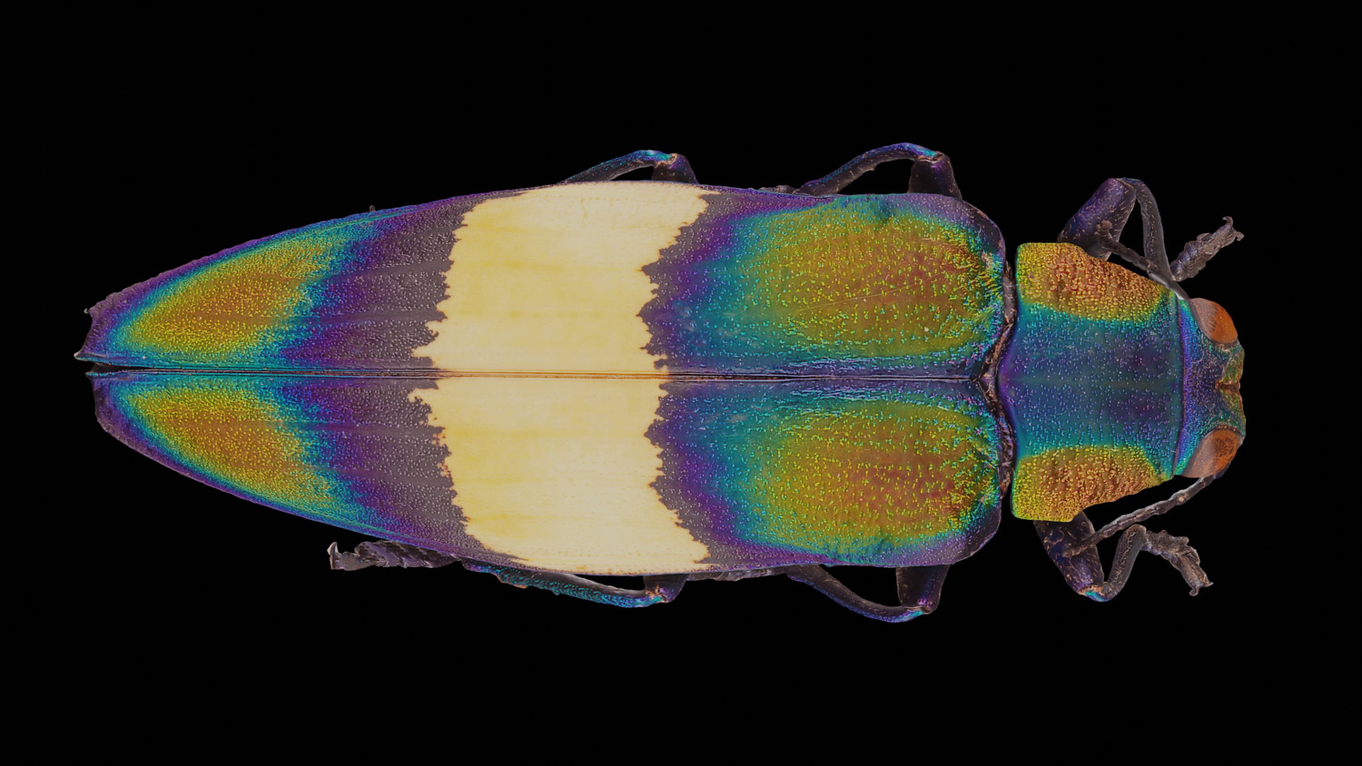 Jewel beetle