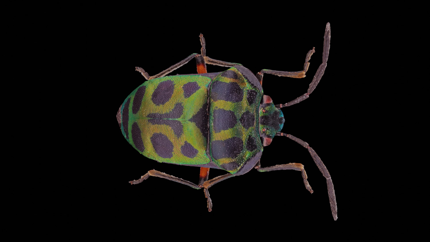 Shield bug 