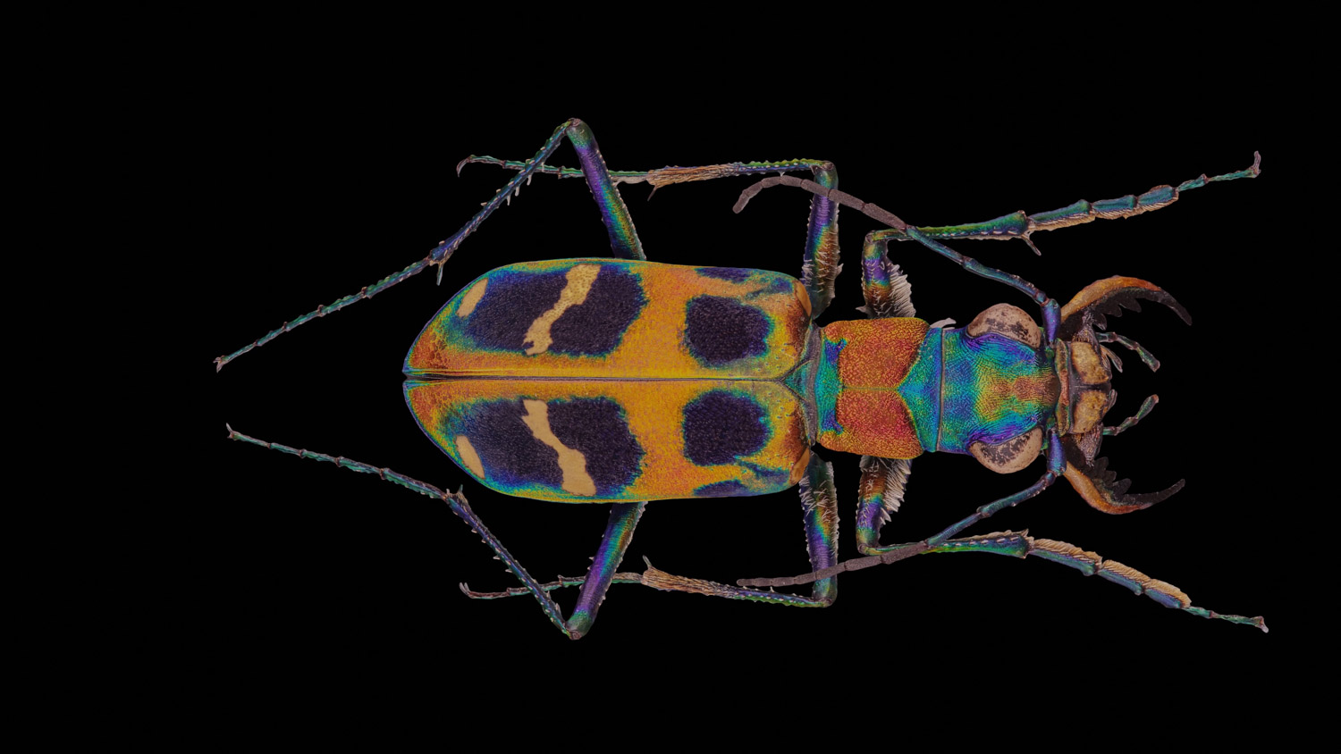 Tiger beetle 