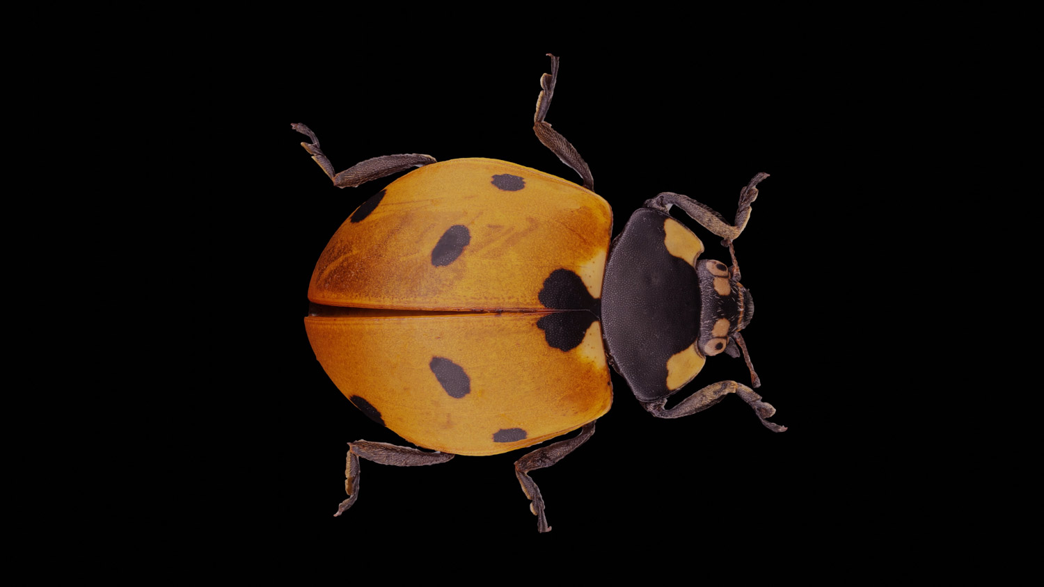 lady beetle 