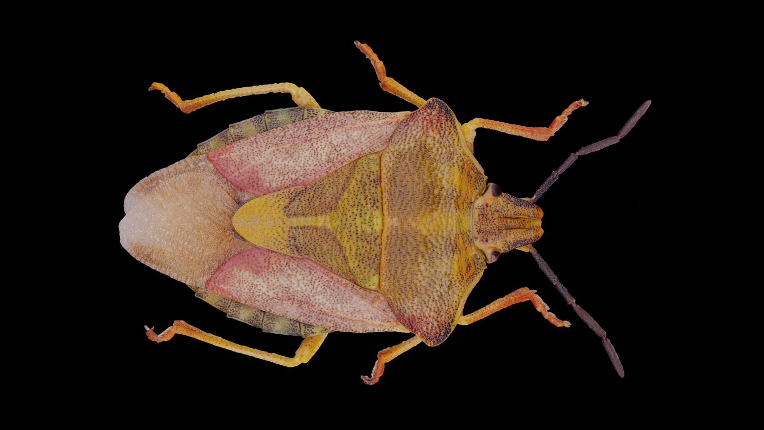 Stink bug