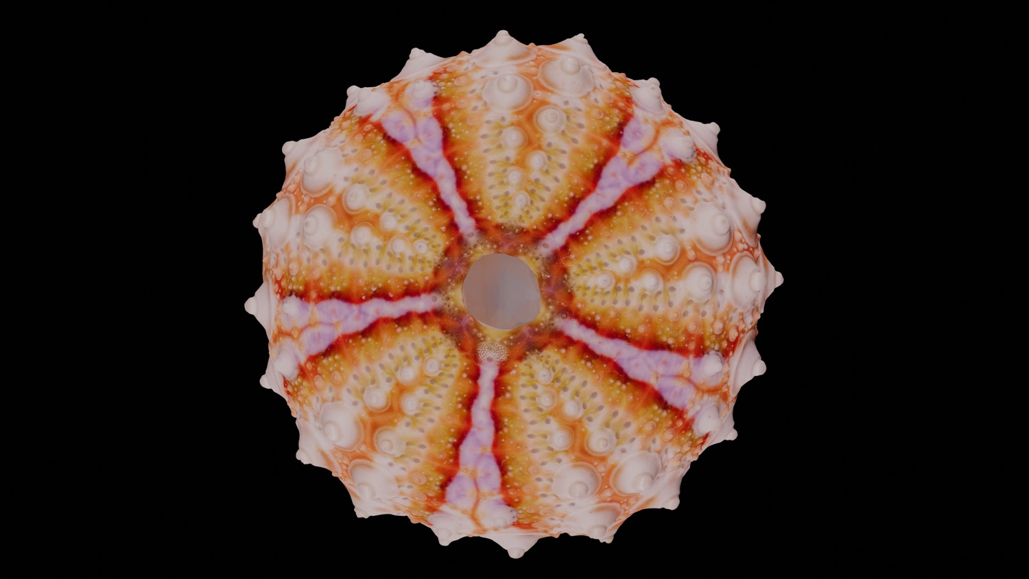 Sea urchin