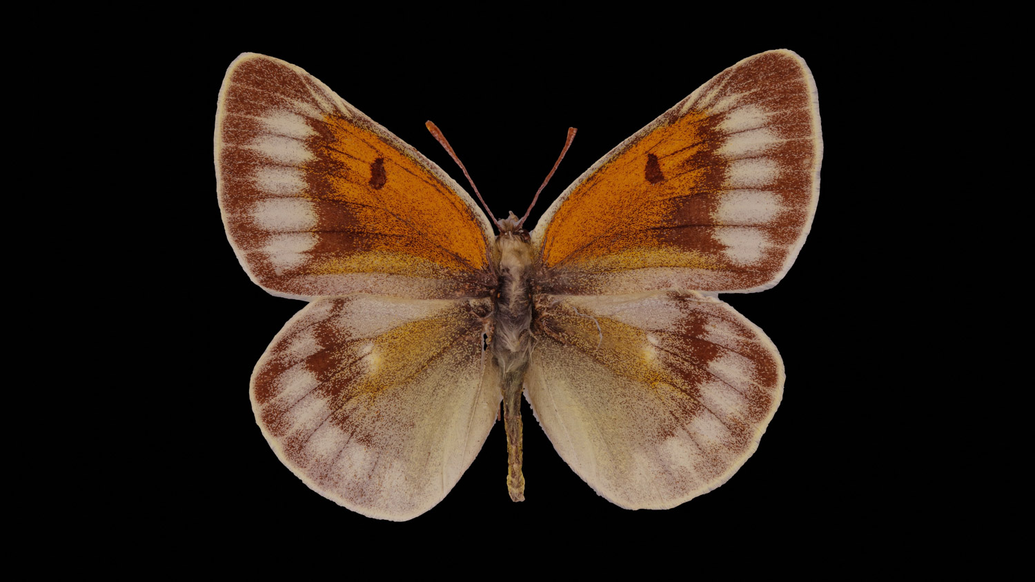 Colias christophi