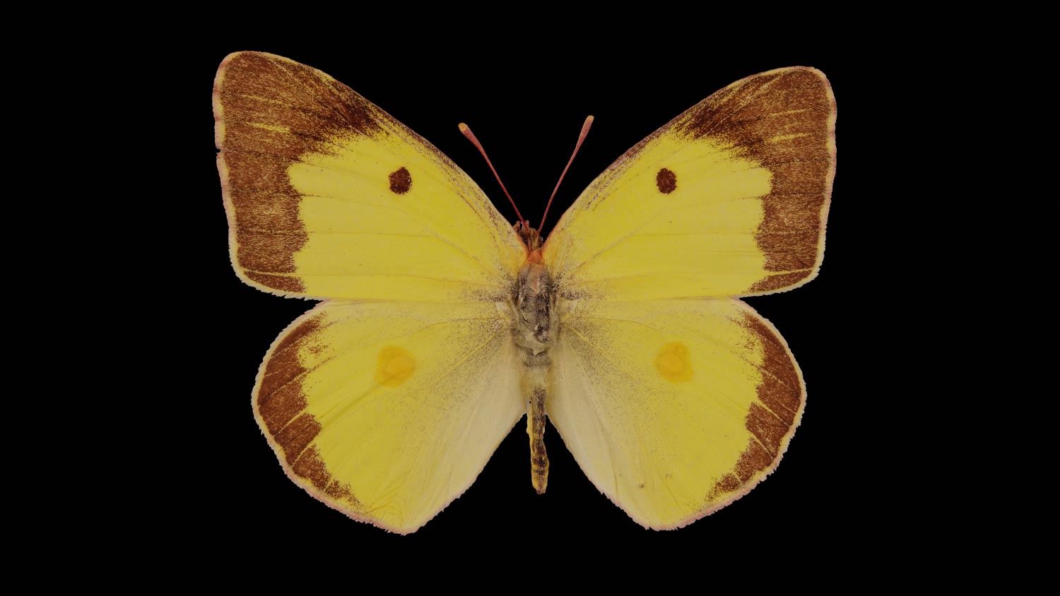 Eastern pale clouded yellow