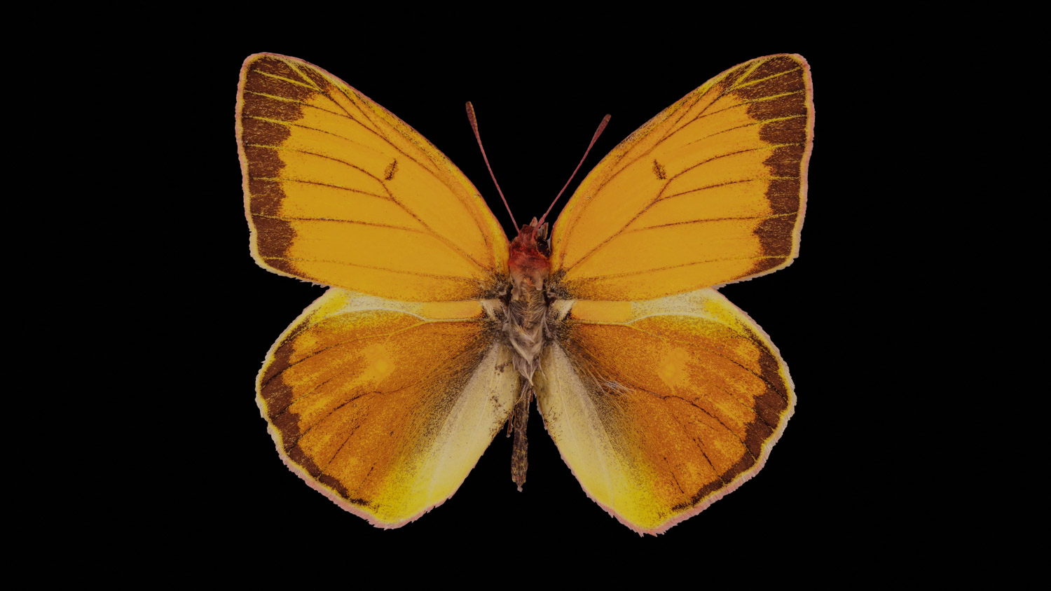 Colias heos