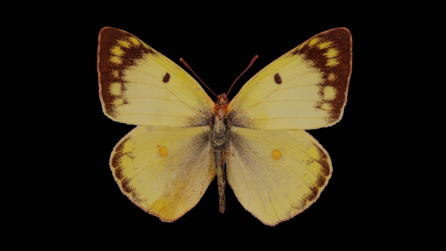 pale clouded yellow