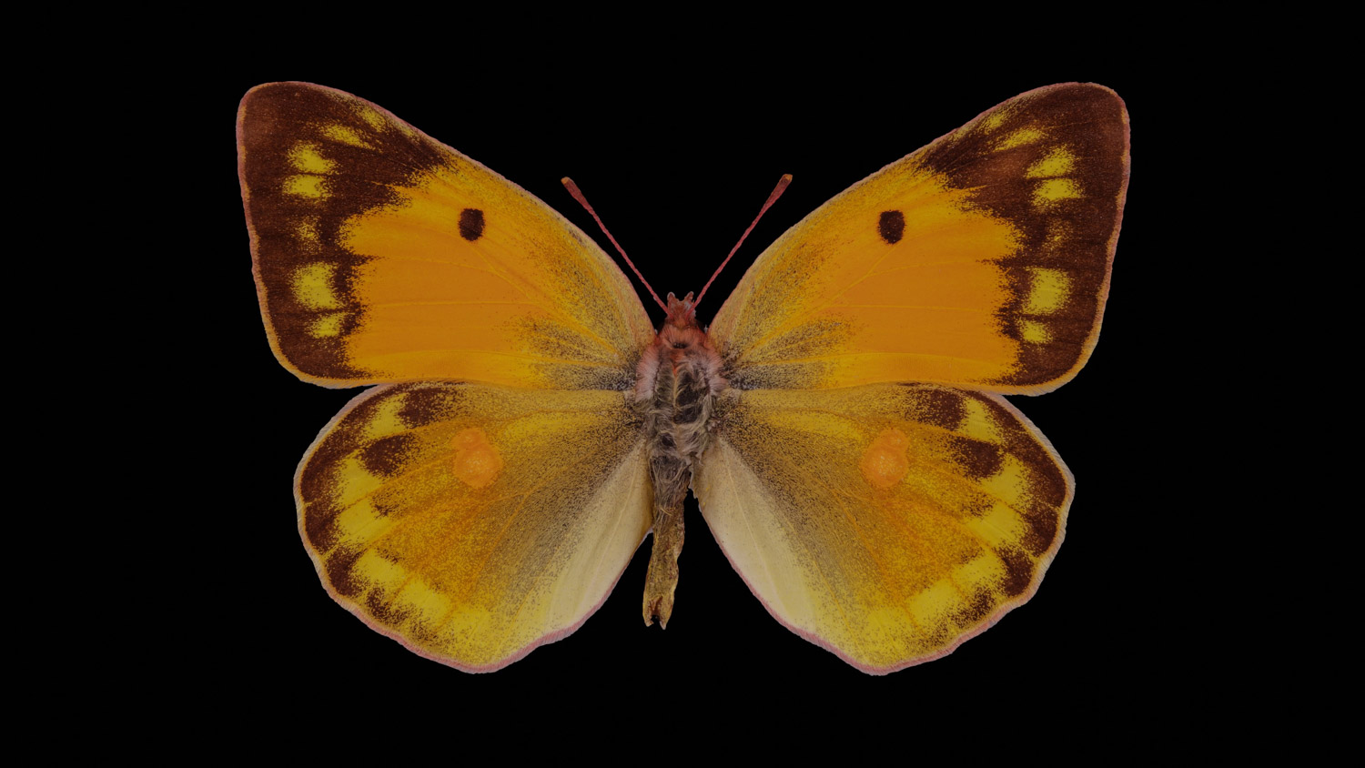 Danube clouded yellow