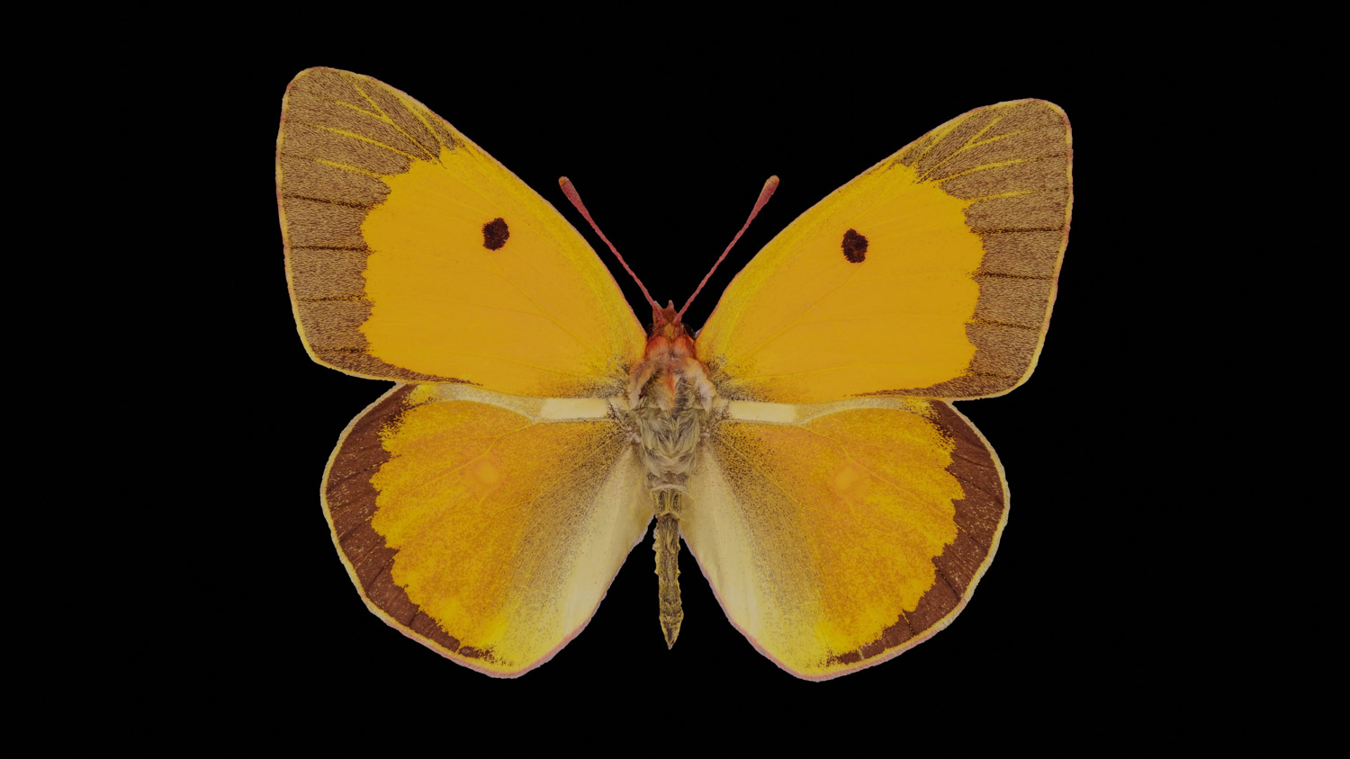 Danube clouded yellow