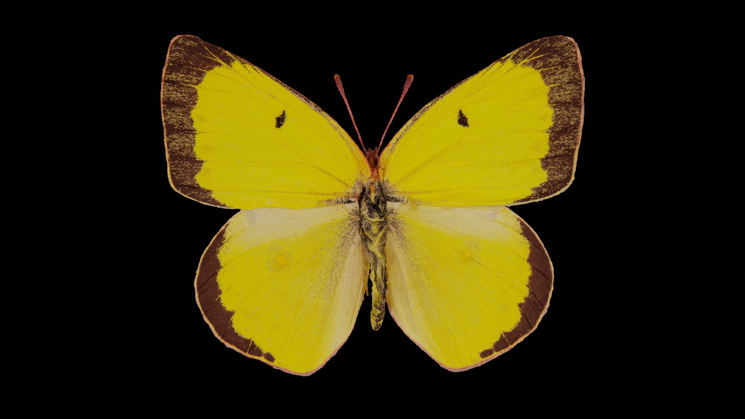 Common sulphur