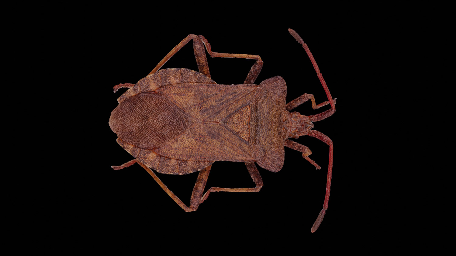 Leaf-footed bug