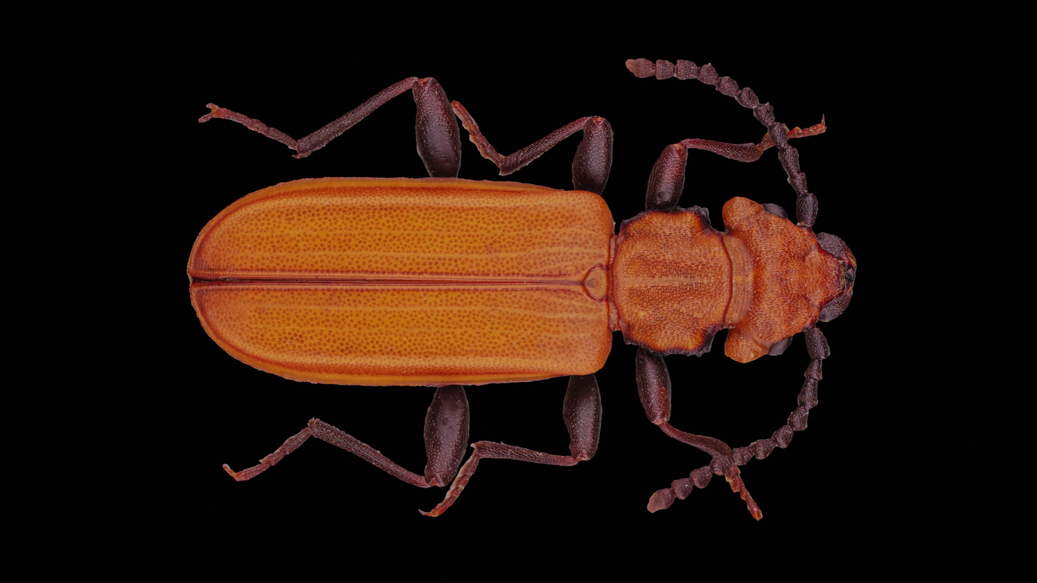 Flat bark beetle 